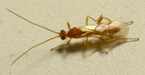 Réf. 307 590 : Aleiodes sp.